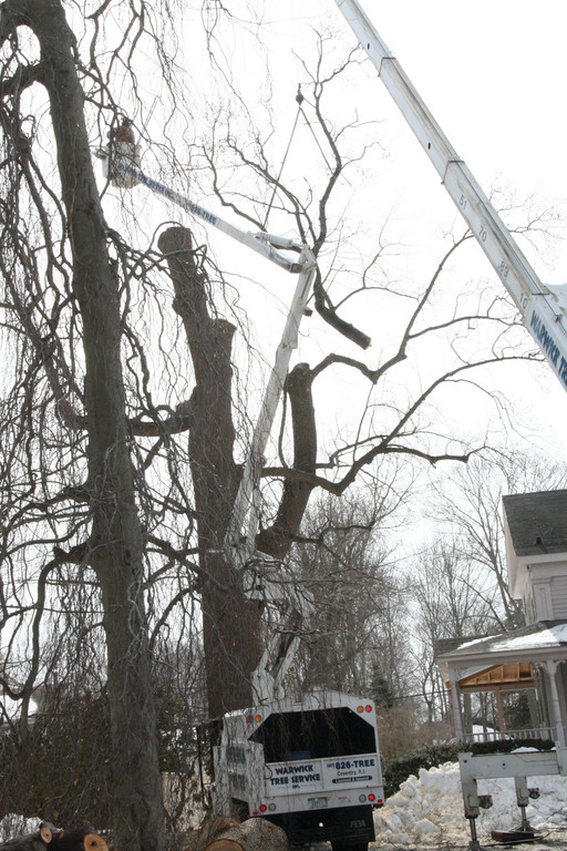 DISMEMBERED: The Payton Avenue tree is cut down.