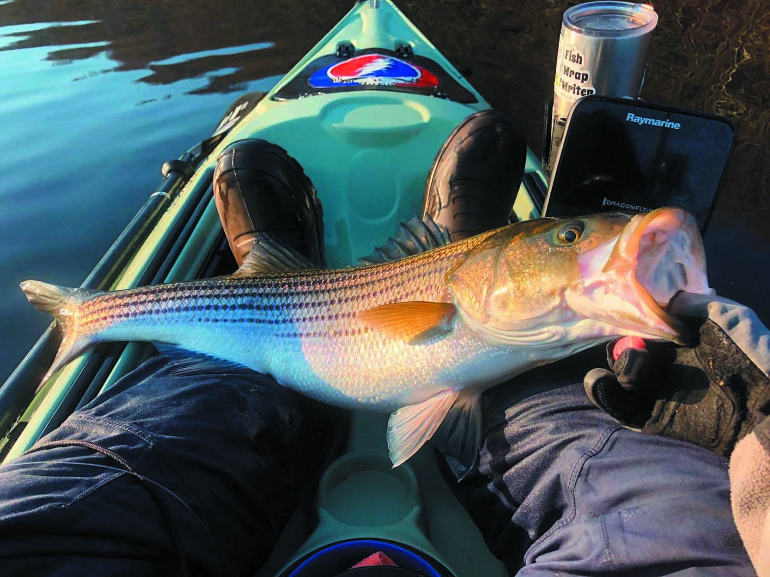 The Basics: Fly Fishing Stripers - The Fisherman