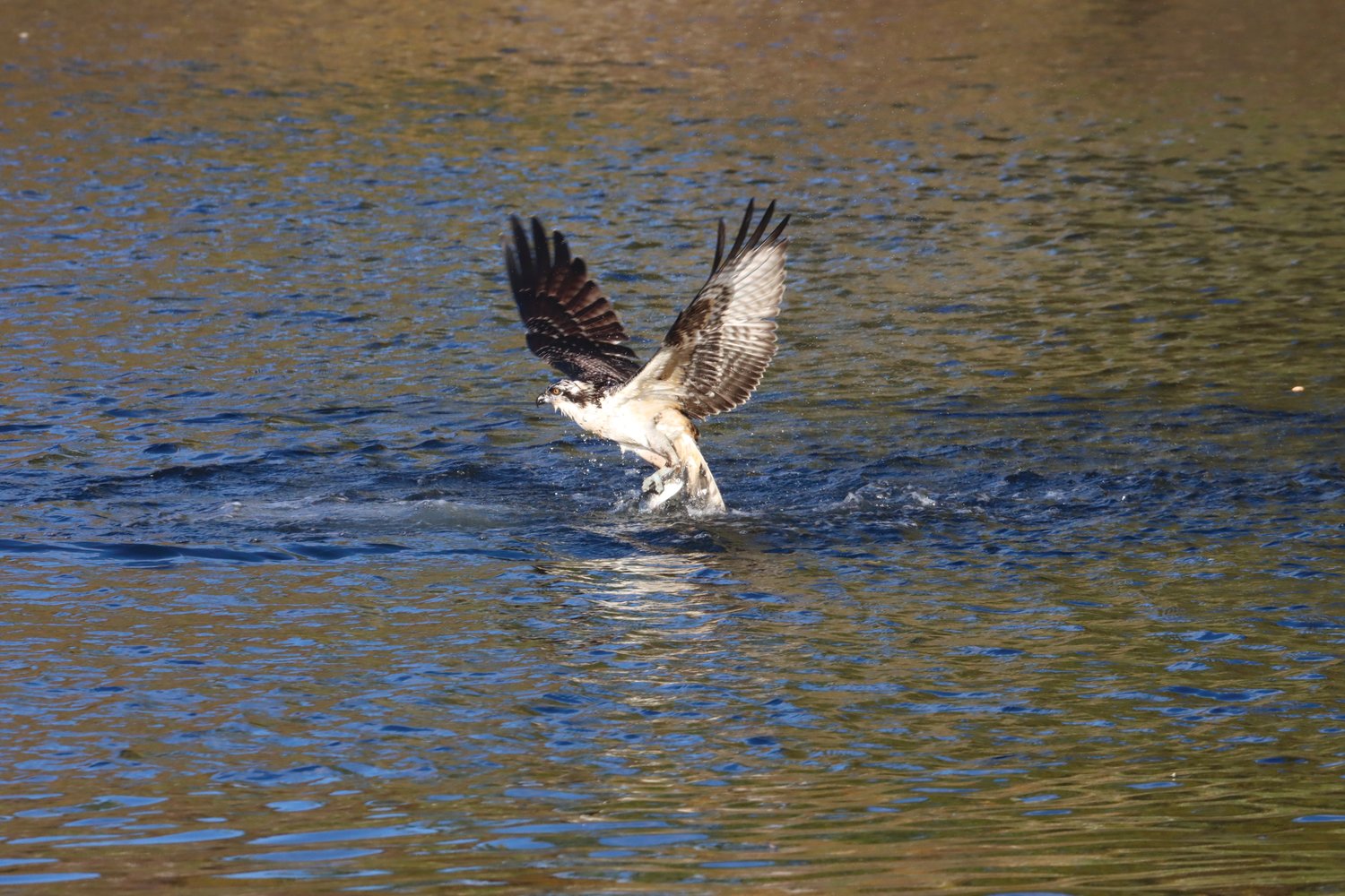 STILL HERE: Nature photographer Dave Chartier, whose bird images are occasionally featured in these pages, photographed this osprey making a catch in Apponaug Cove last week. Usually by this time osprey have flown south, but the fish are still here.