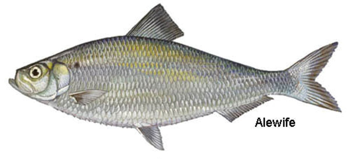Alewife herring can be found throughout North America.